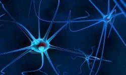 cat neuroscienze small