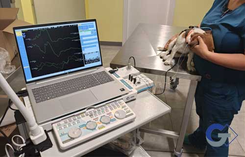 L'elettromiografo TruTrace debutta a Torino: nuove prospettive per la diagnostica neurofisiologica veterinaria